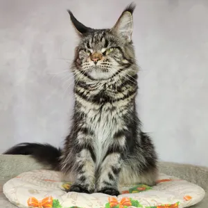 Maine Coon mother Gera - photo 2