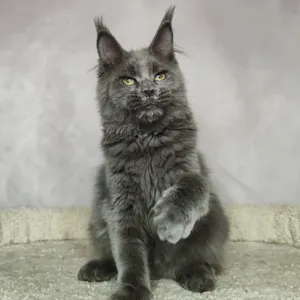 Maine Coon mother VALKYRIE - photo 1