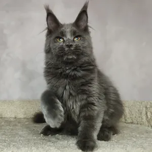 Maine Coon mother VALKYRIE - photo 2