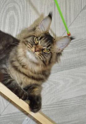 Котенок мейн-кун