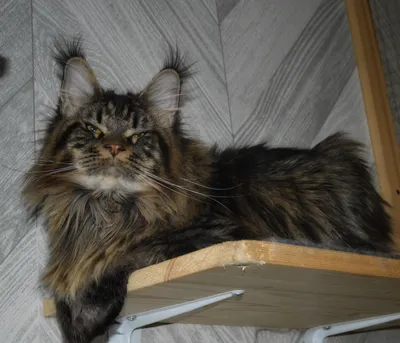 Котенок мейн-кун