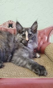 Юлжина