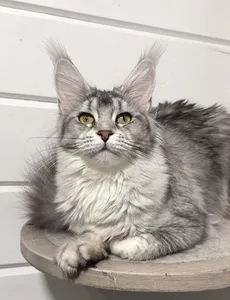 Maine Coon kitten Черный тикированный на  серебре MCO ns 25 Girl - photo 1