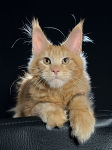 Орел