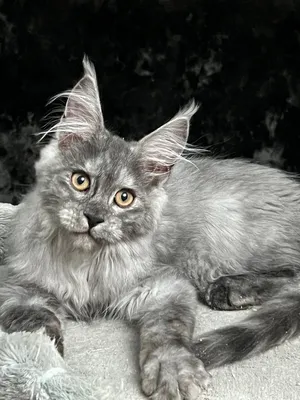 Maine Coon kitten Черный дым MCO ns  Boy