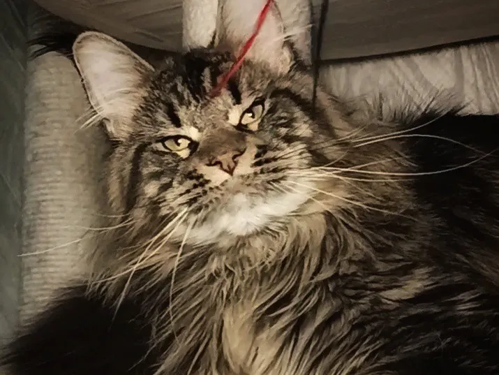 Котенок мейн-кун Черный тигровый MCO n 23 Мальчик